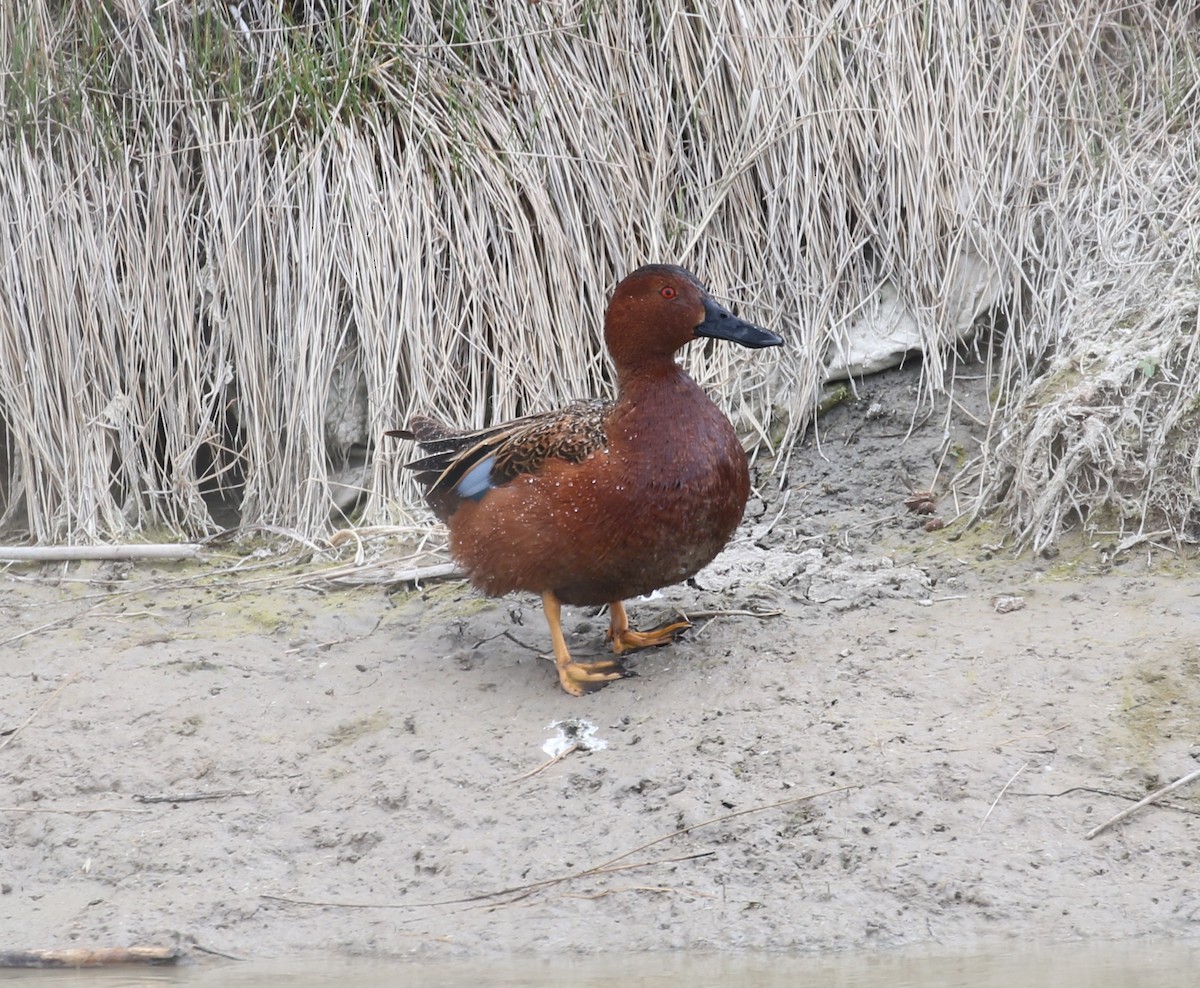 Kızıl Ördek - ML40716371