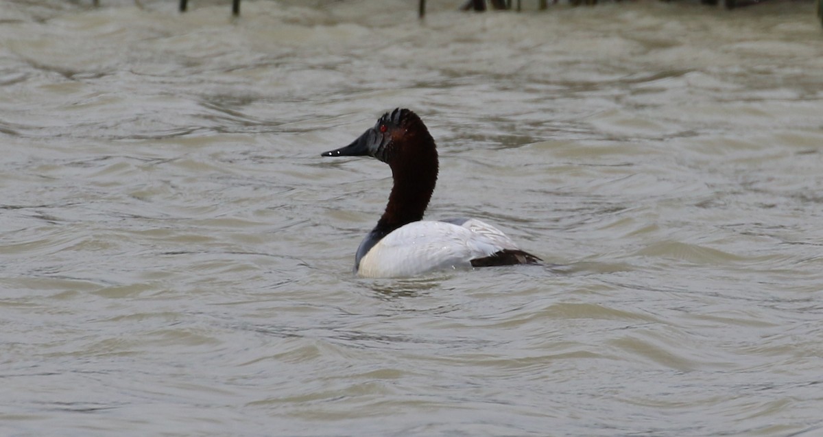 Canvasback - ML40716381