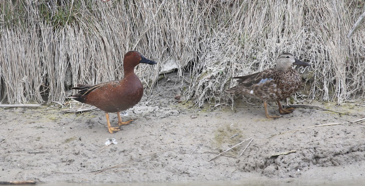 Cinnamon Teal - ML40716411