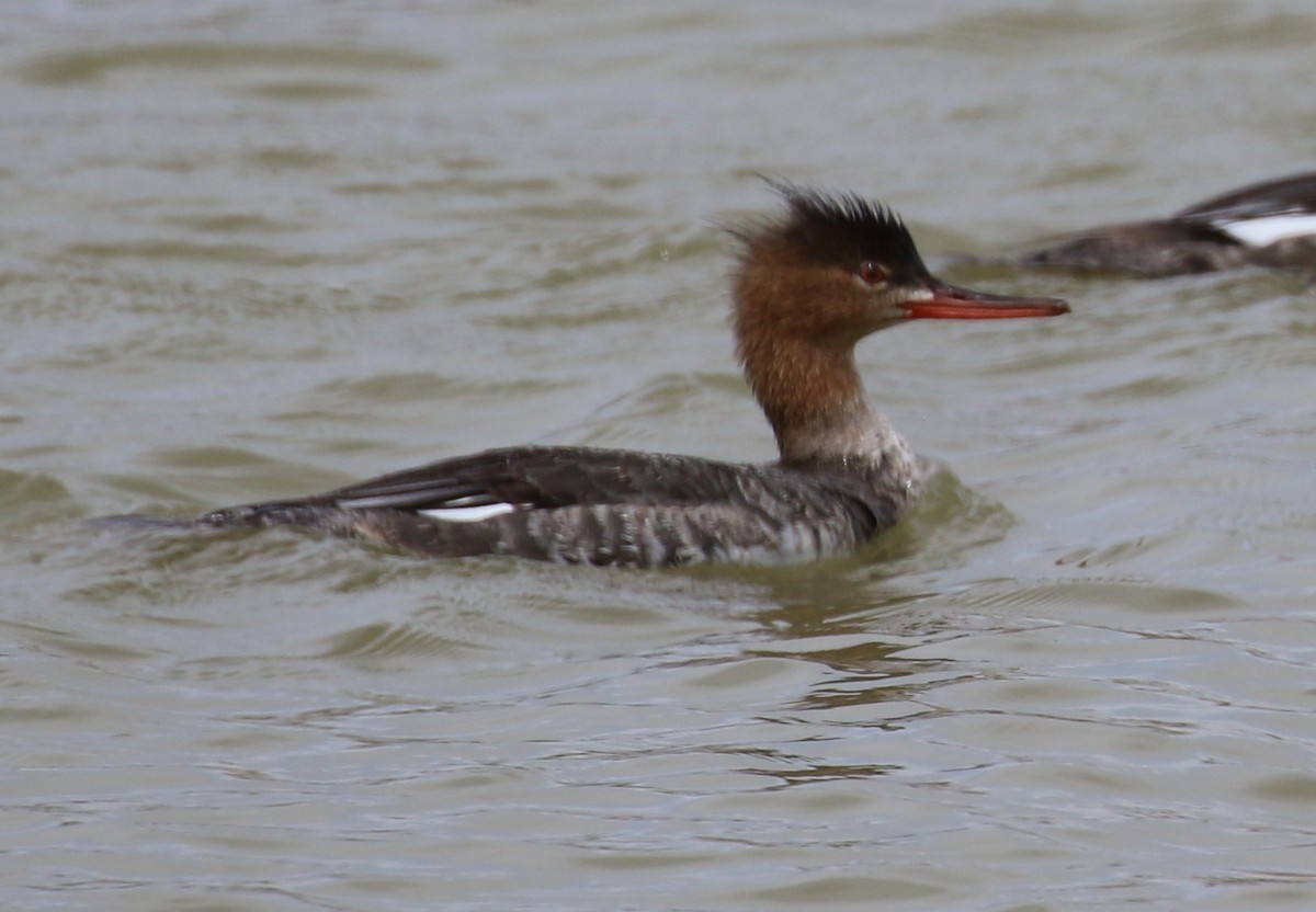 Red-breasted Merganser - ML40716461