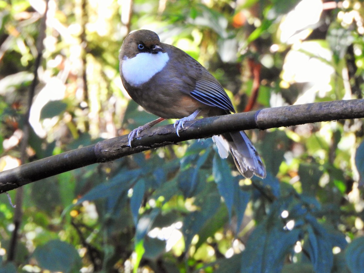 White-throated Laughingthrush - Arulvelan Thillainayagam