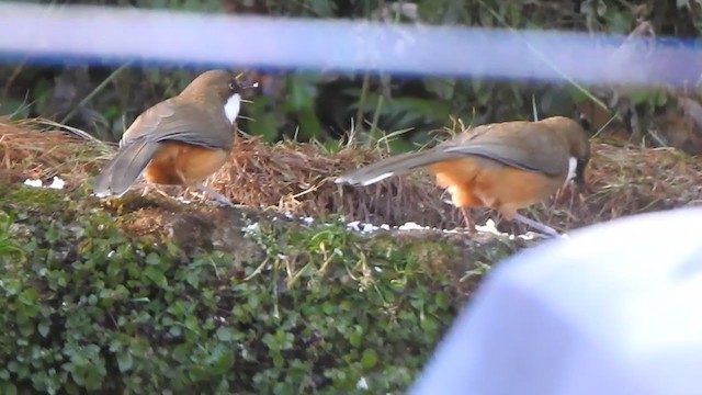 White-throated Laughingthrush - ML407165081