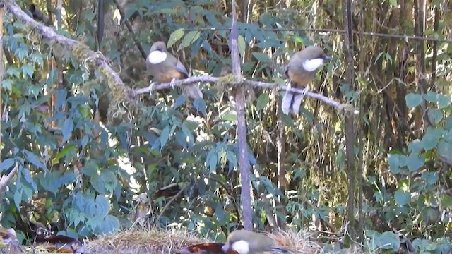 White-throated Laughingthrush - ML407165311