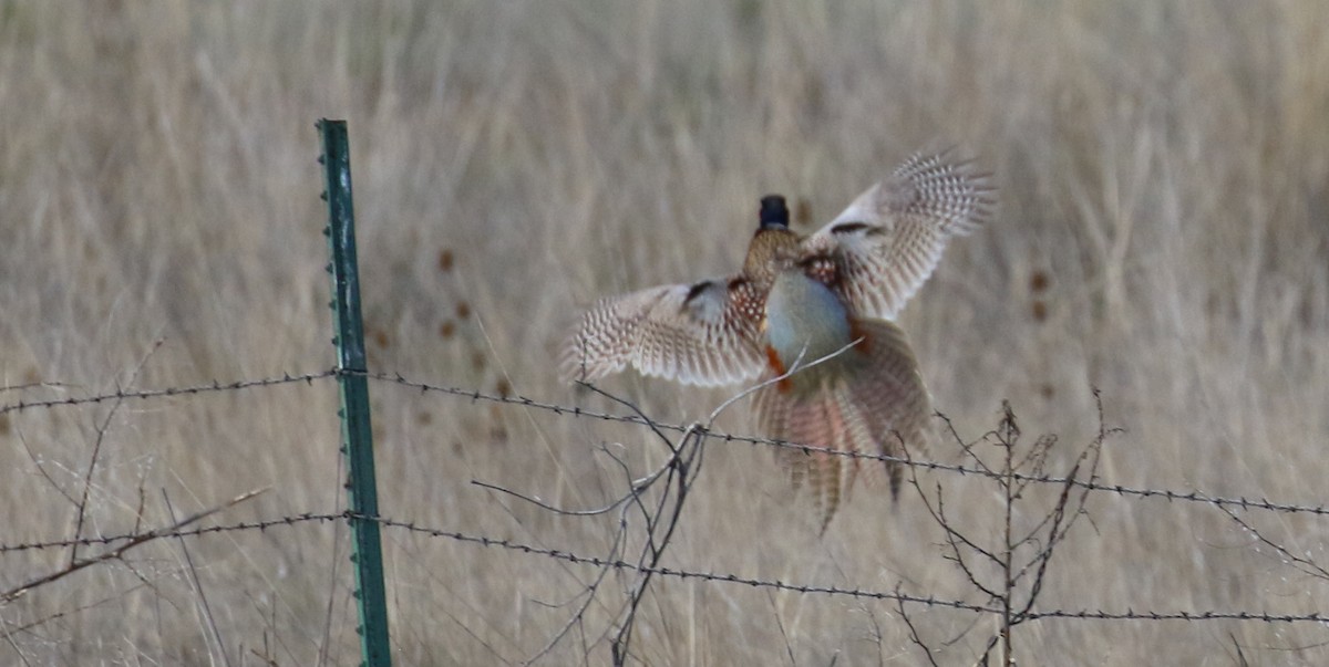 Ring-necked Pheasant - ML40716541