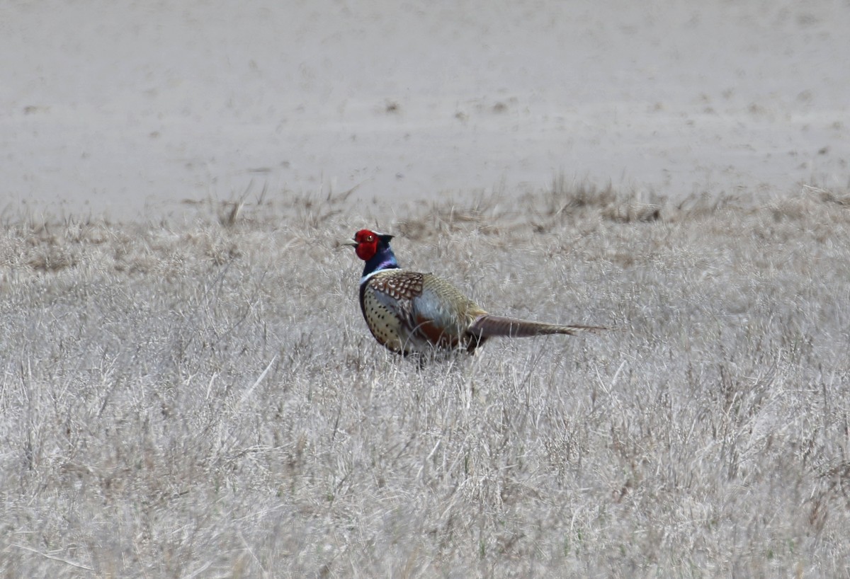 Ring-necked Pheasant - ML40716571