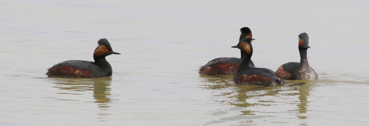 Eared Grebe - Jeff Tingle