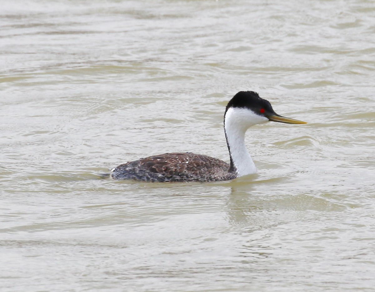 Western Grebe - ML40716651