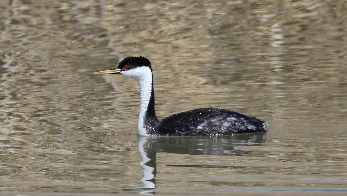 Western Grebe - ML40716691