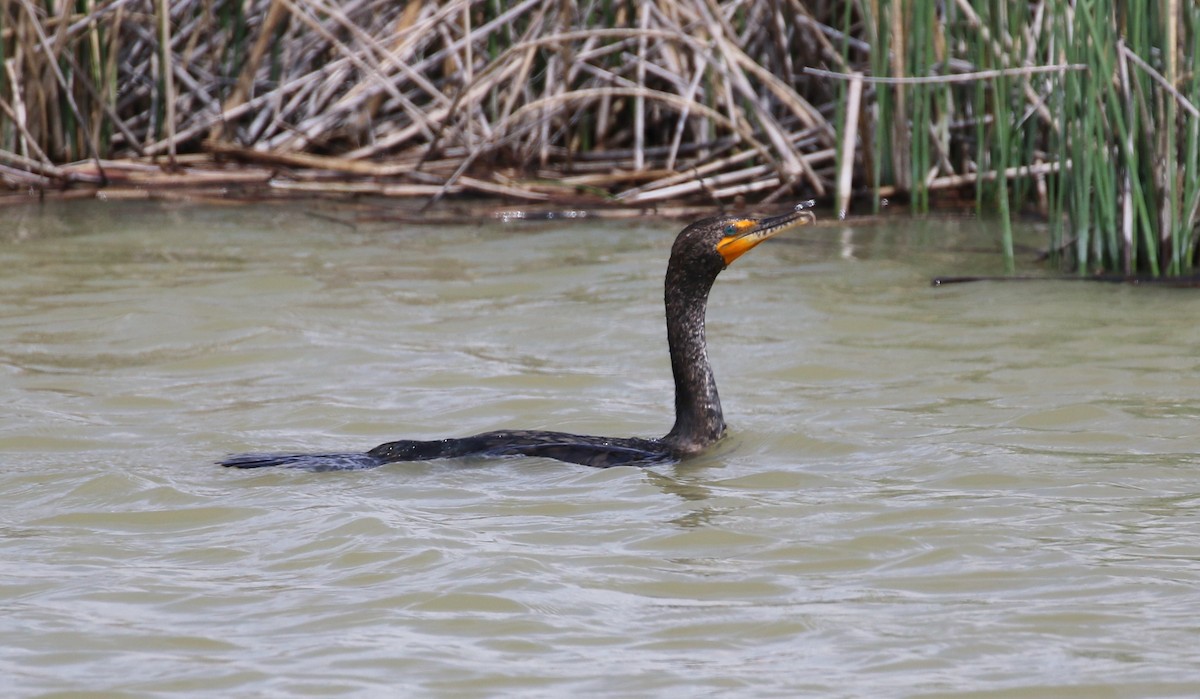 Double-crested Cormorant - ML40716821