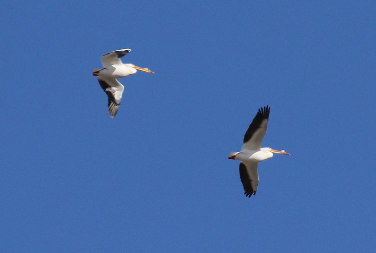 American White Pelican - ML40716861