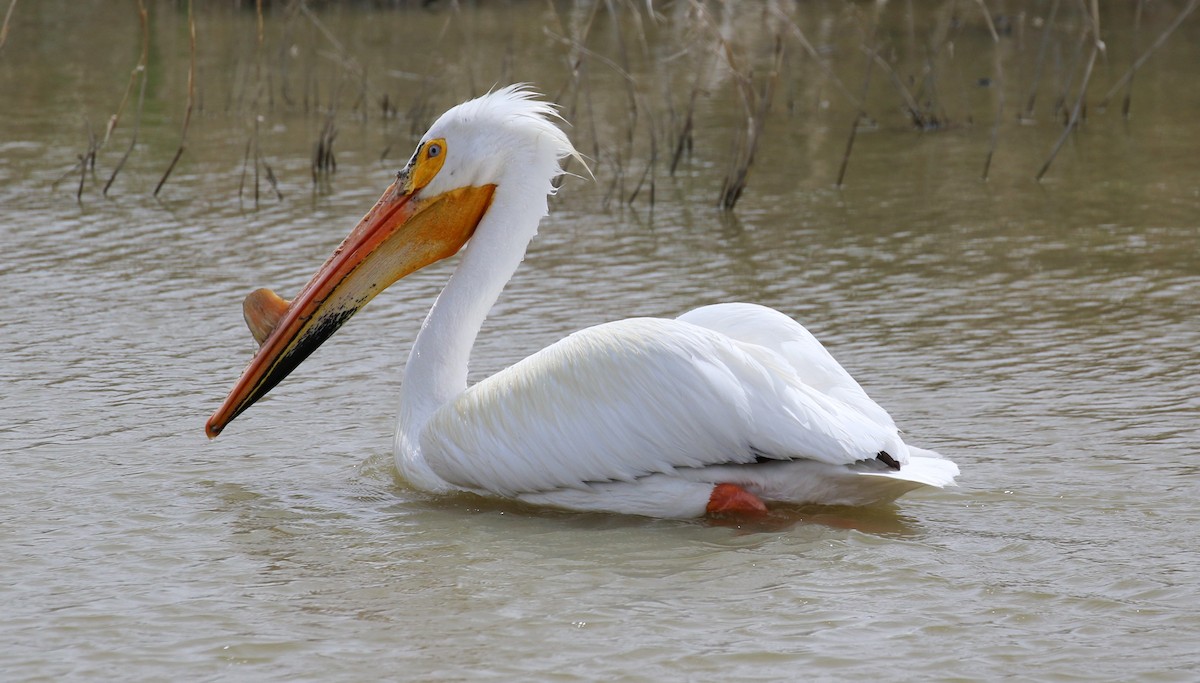 American White Pelican - Jeff Tingle