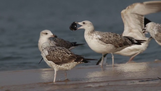 Lesser Black-backed Gull - ML407170411