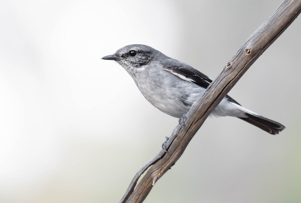 Hooded Robin - ML407170791