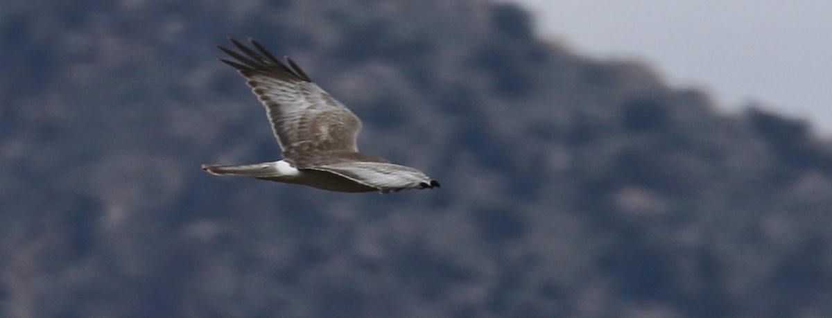 Northern Harrier - ML40717081