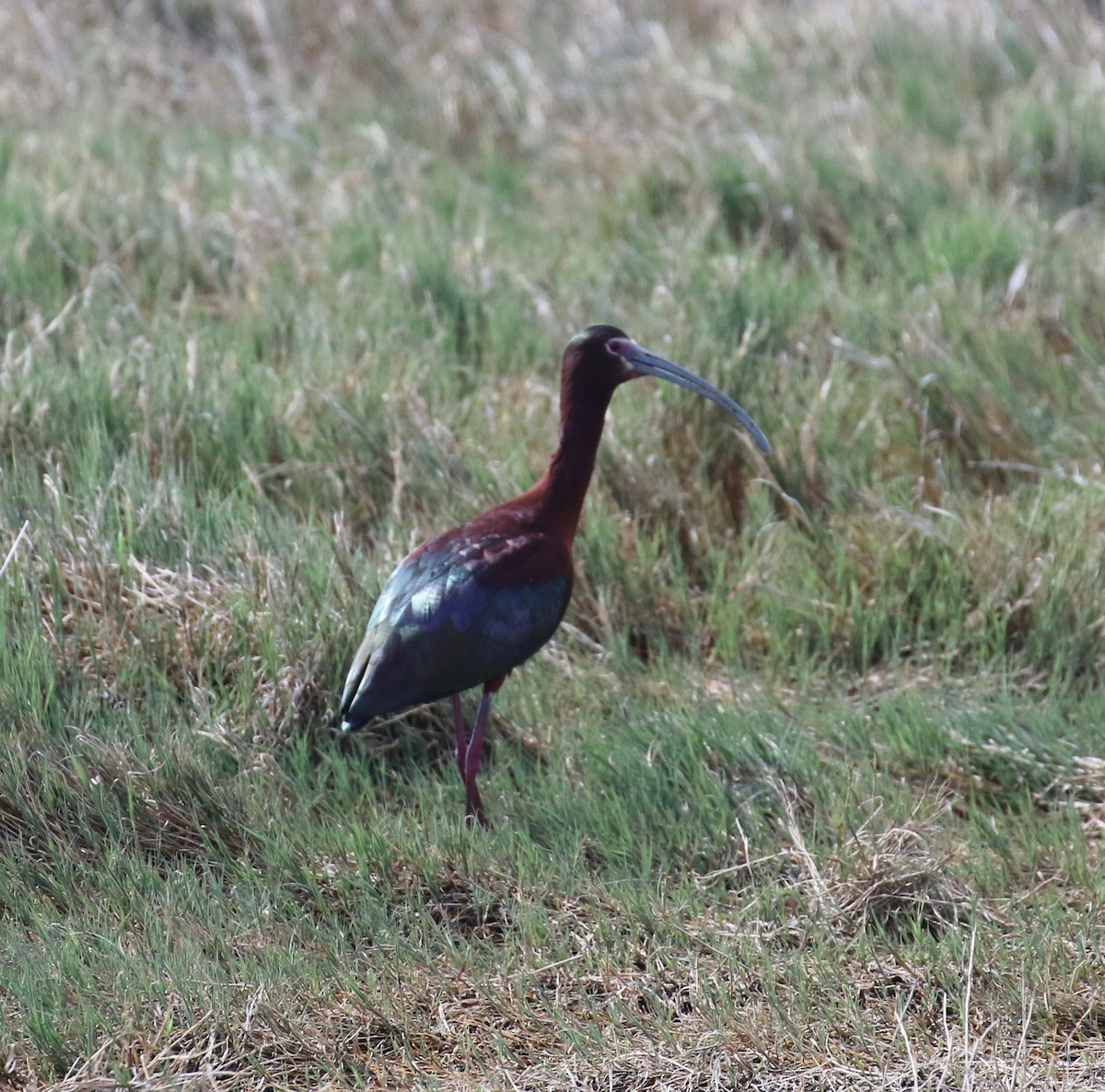 ibis americký - ML40717091