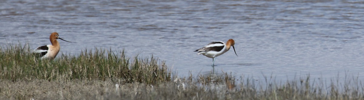 American Avocet - ML40717131