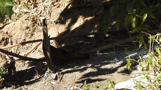 Chestnut-crowned Laughingthrush - ML407171741