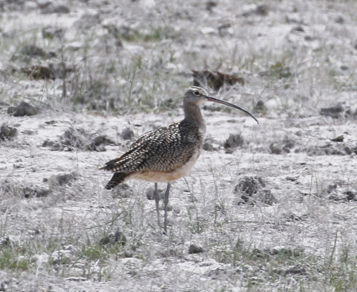 Long-billed Curlew - ML40717231