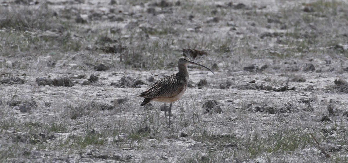 Long-billed Curlew - ML40717241