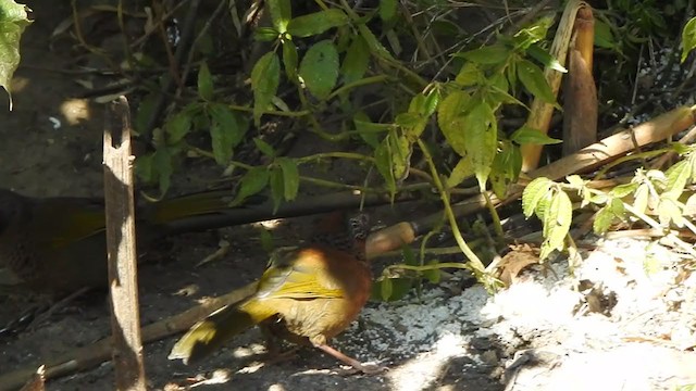 Chestnut-crowned Laughingthrush - ML407172651