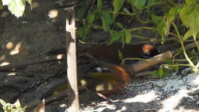 Gray-sided Laughingthrush - ML407173041