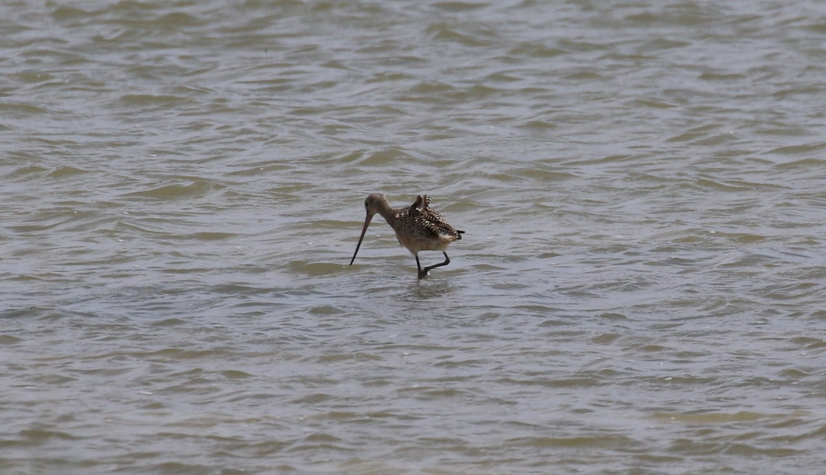 Marbled Godwit - ML40717311