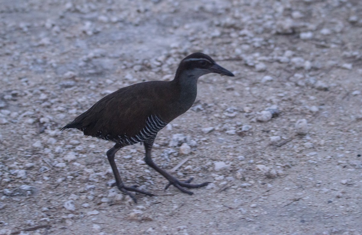 Guam Rail - ML407173731