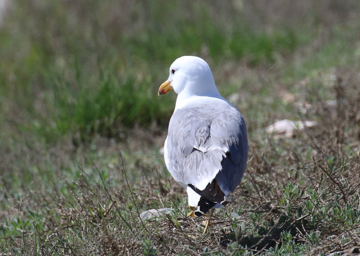 California Gull - ML40717381