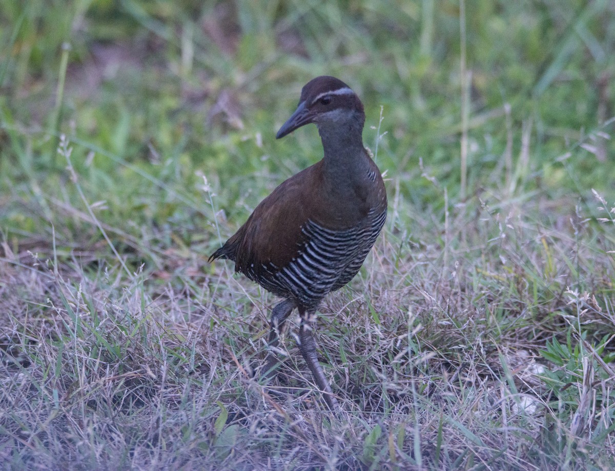 Guam Rail - ML407174301