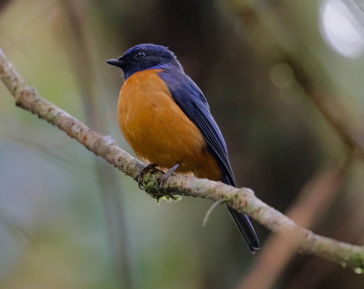 Rufous-vented Niltava - ML407174871