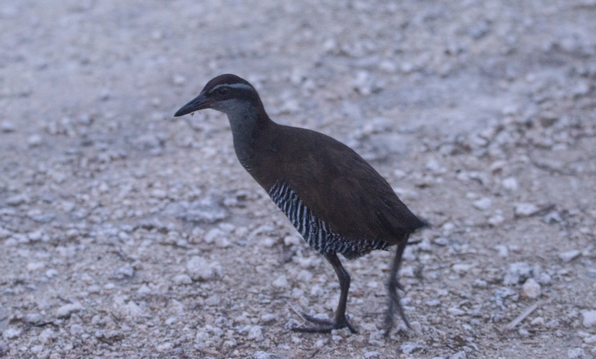 Guam Rail - ML407175091