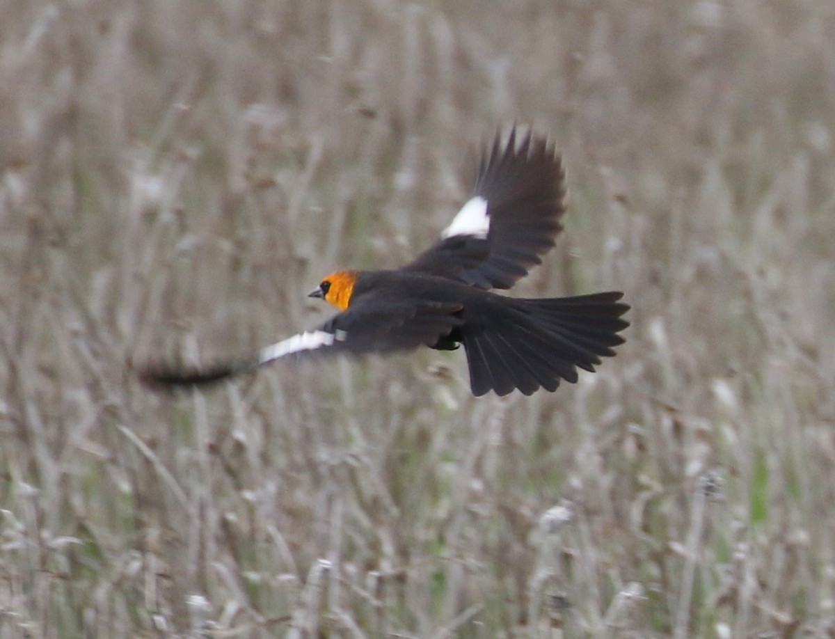 Yellow-headed Blackbird - ML40717511