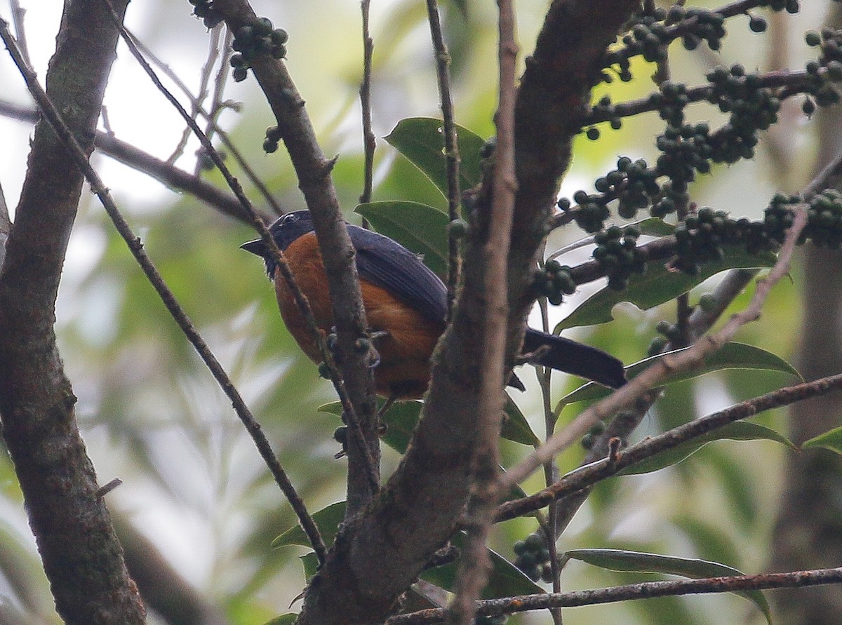 Rufous-vented Niltava - Neoh Hor Kee