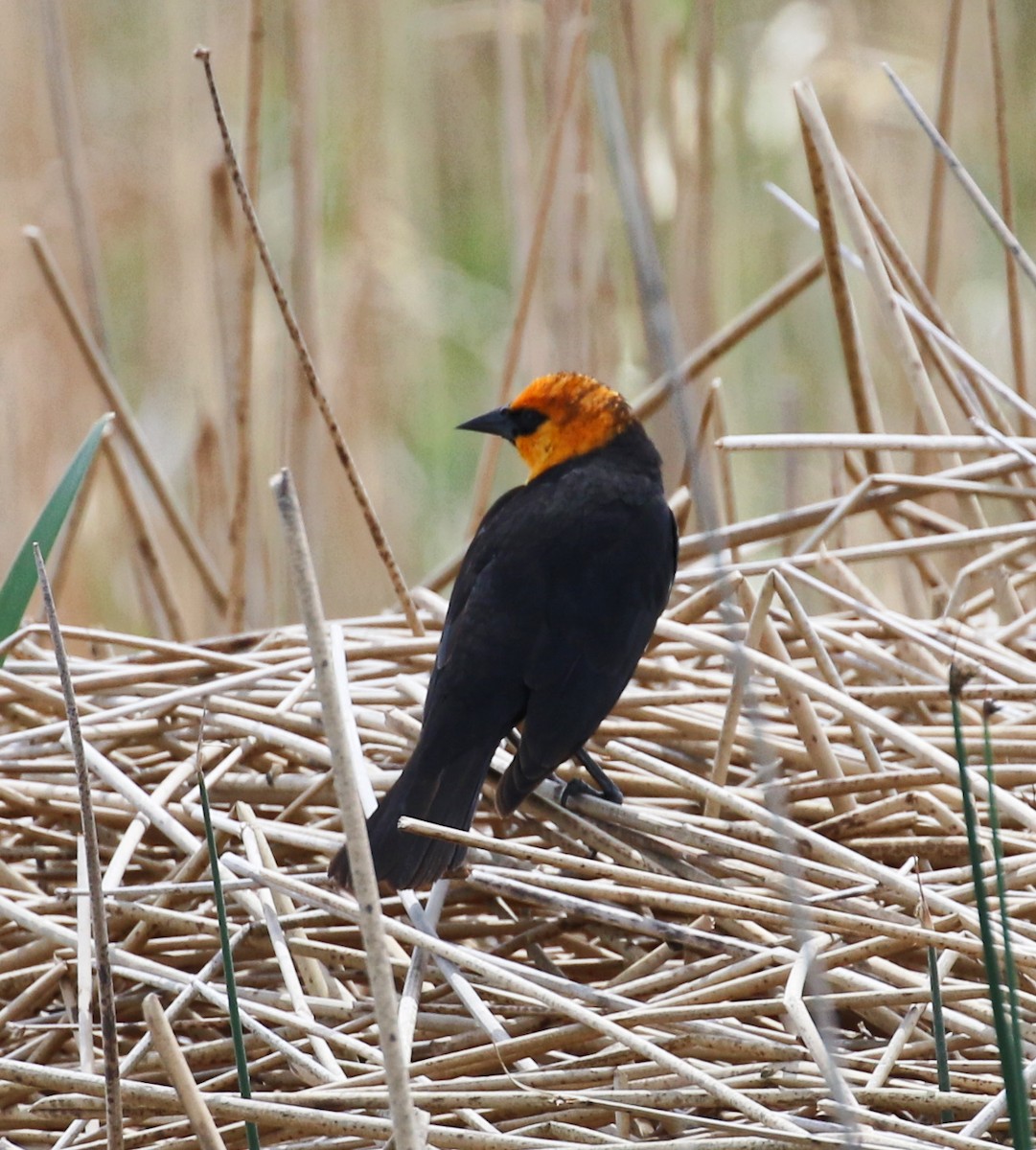 Yellow-headed Blackbird - ML40717551