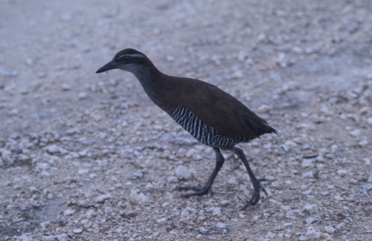 Guam Rail - ML407175561