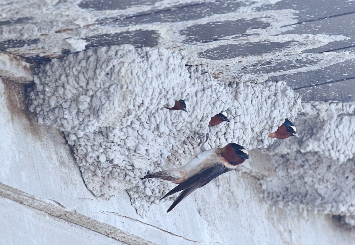 Cliff Swallow - ML40717561