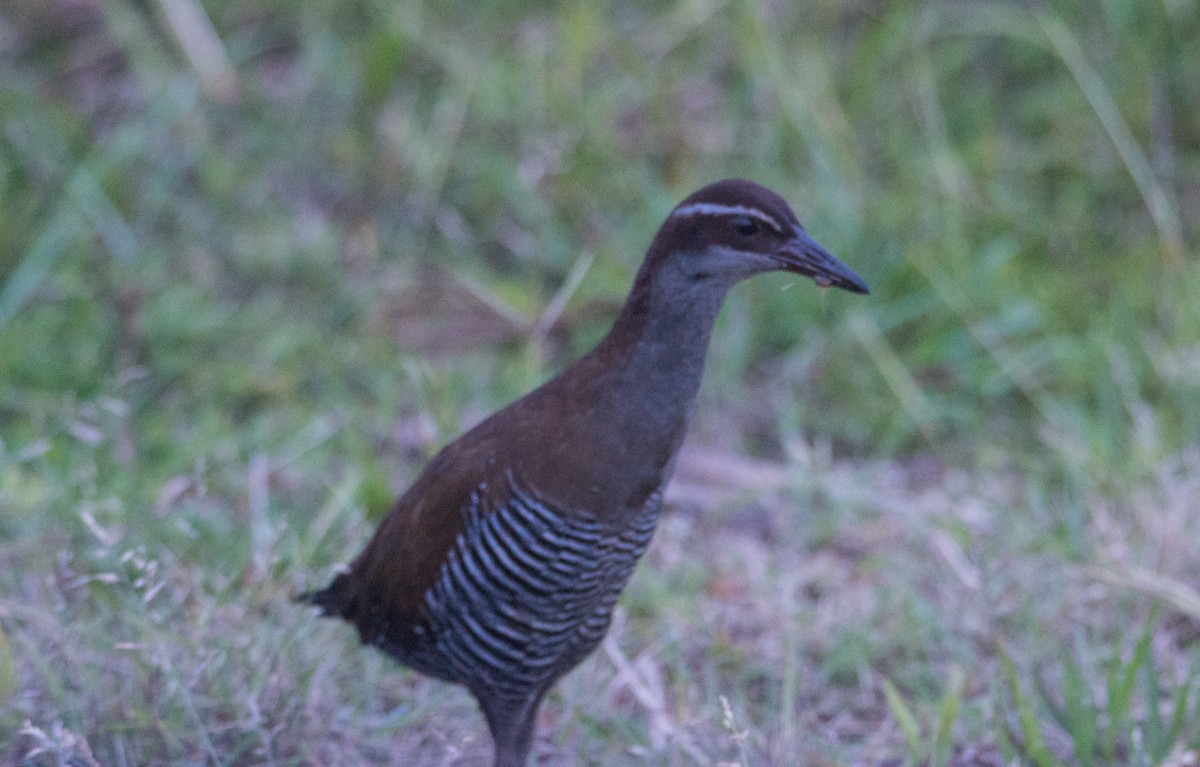 guamrikse - ML407176271