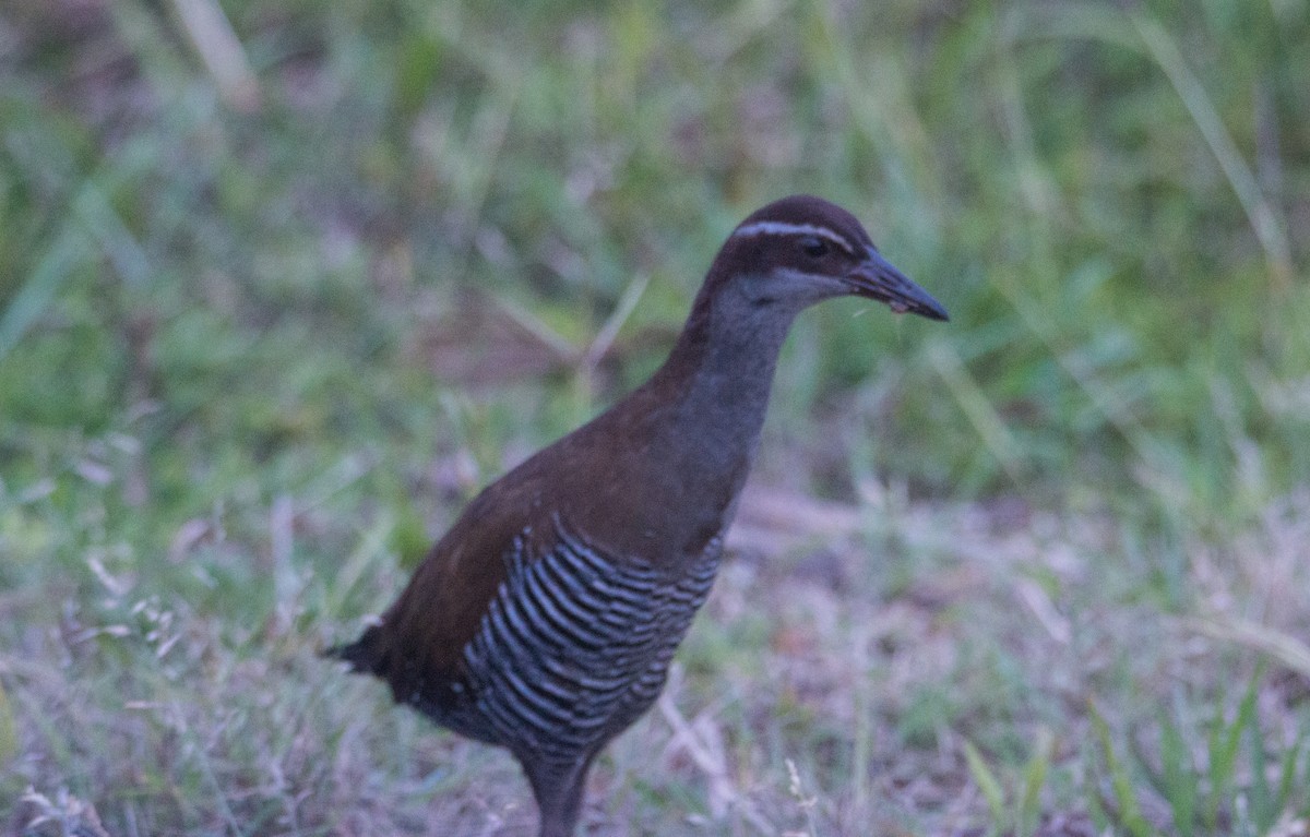 Guam Rail - ML407176271