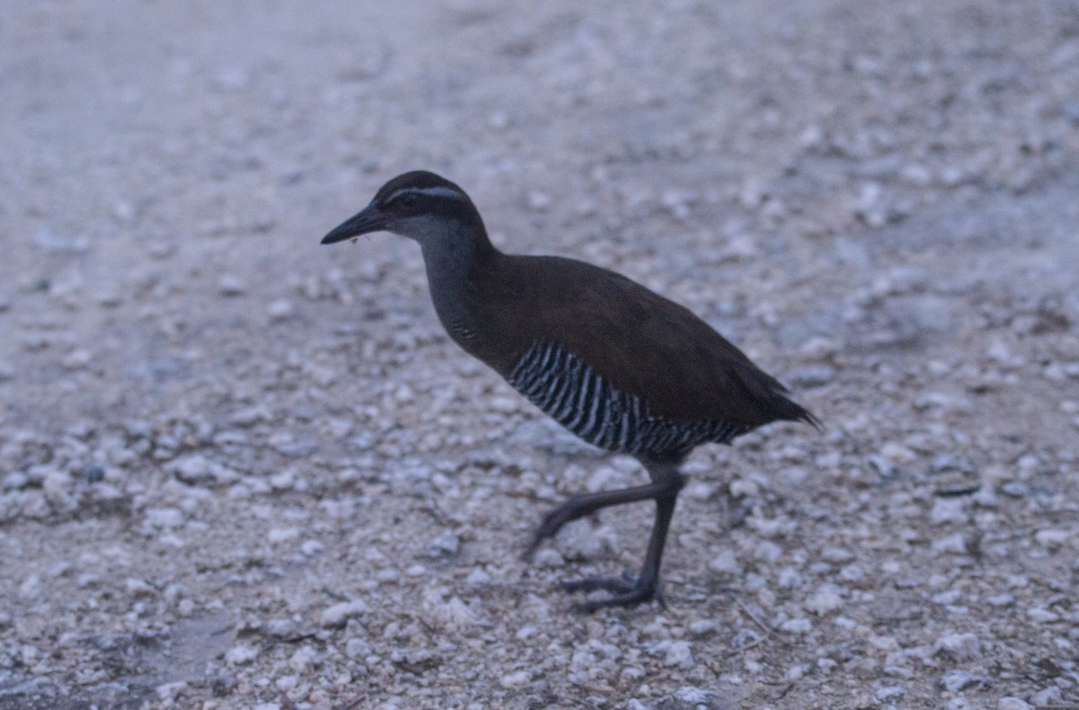 Guam Rail - ML407176581