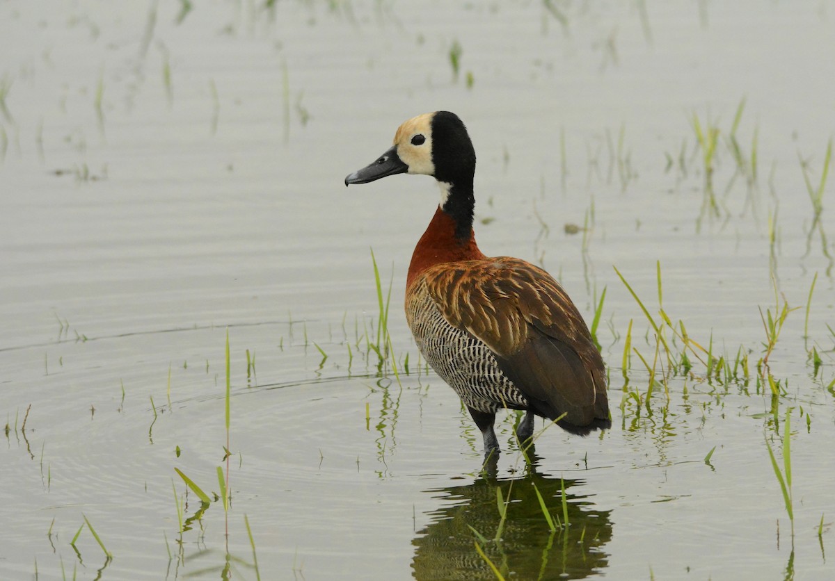 White-faced Whistling-Duck - ML407177611