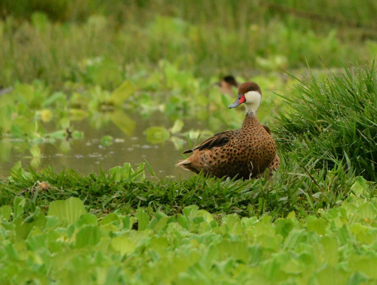 White-cheeked Pintail - ML407177691