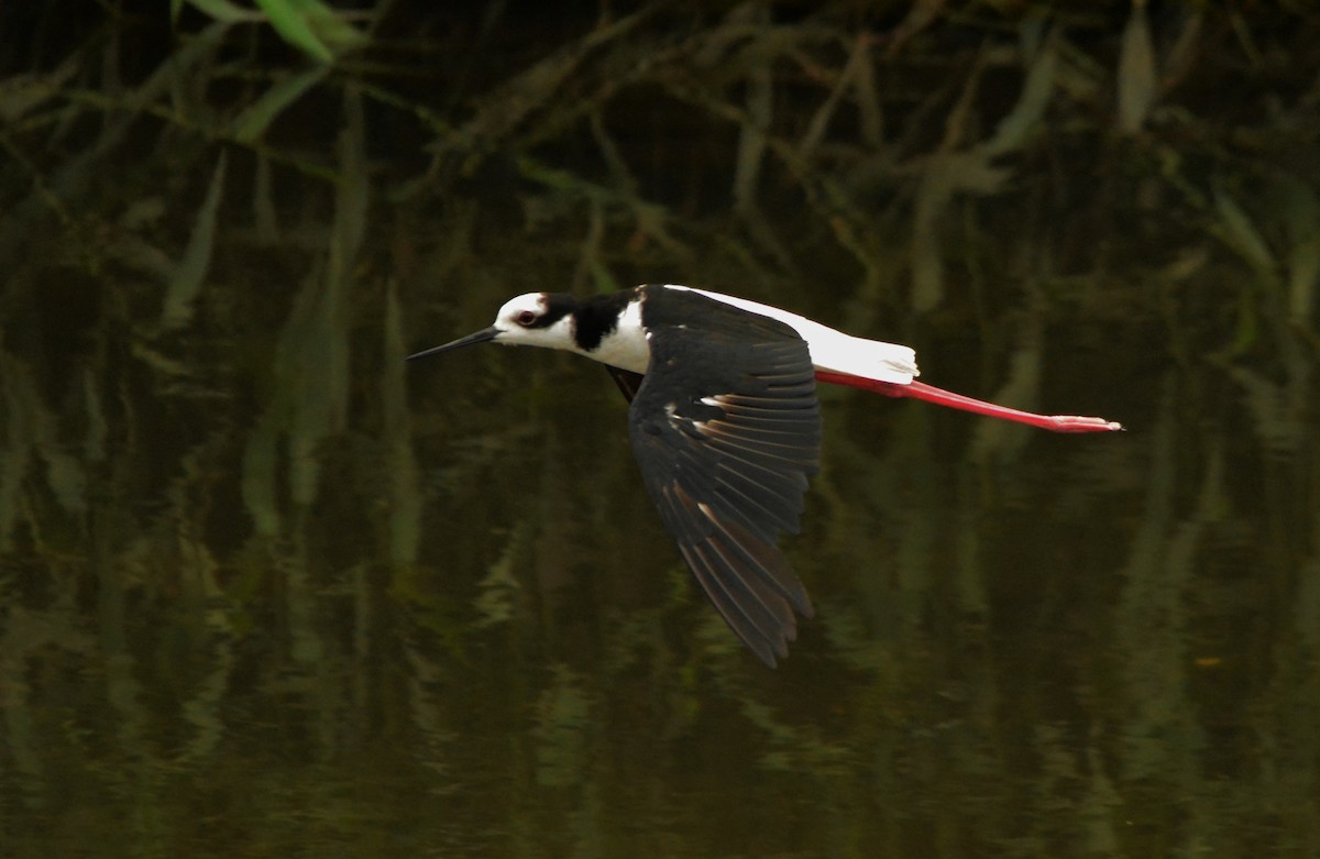 Black-necked Stilt (White-backed) - ML407177711