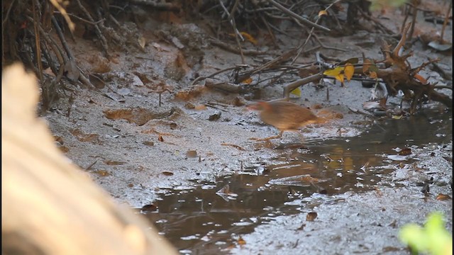 Slaty-breasted Rail - ML407177971