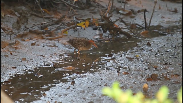 Slaty-breasted Rail - ML407179851