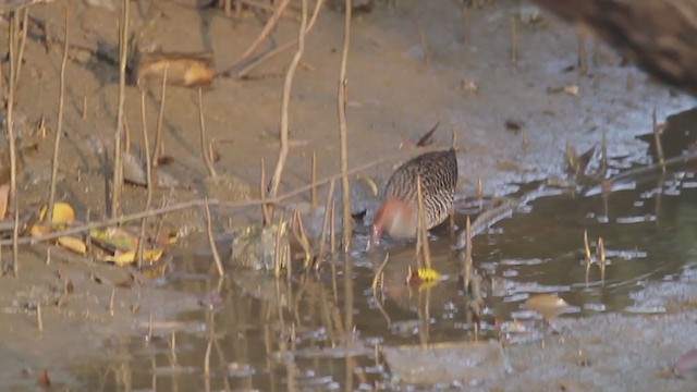 Slaty-breasted Rail - ML407180761