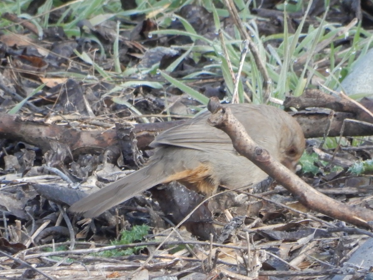 California Towhee - ML407181091