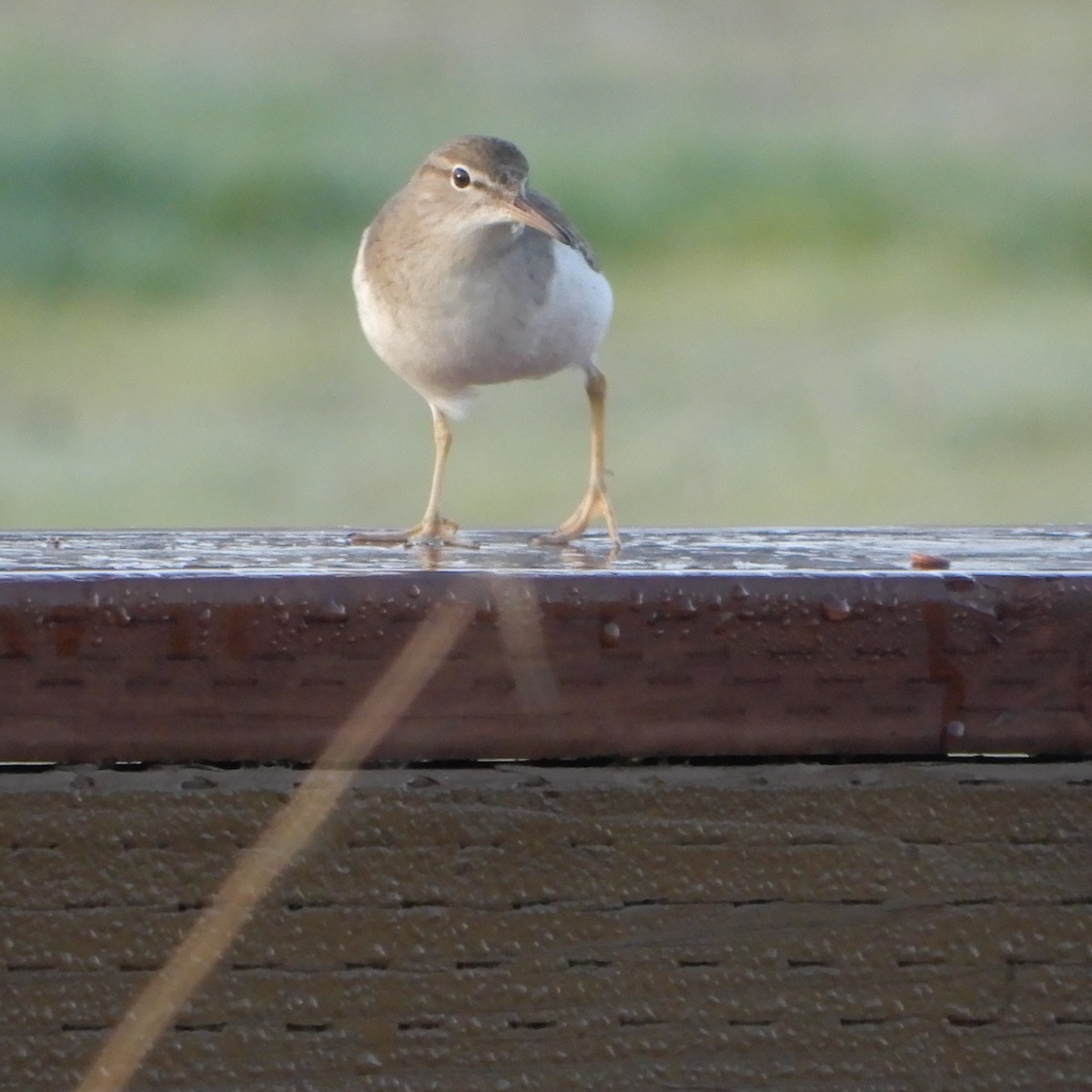 Spotted Sandpiper - Mark Martucci