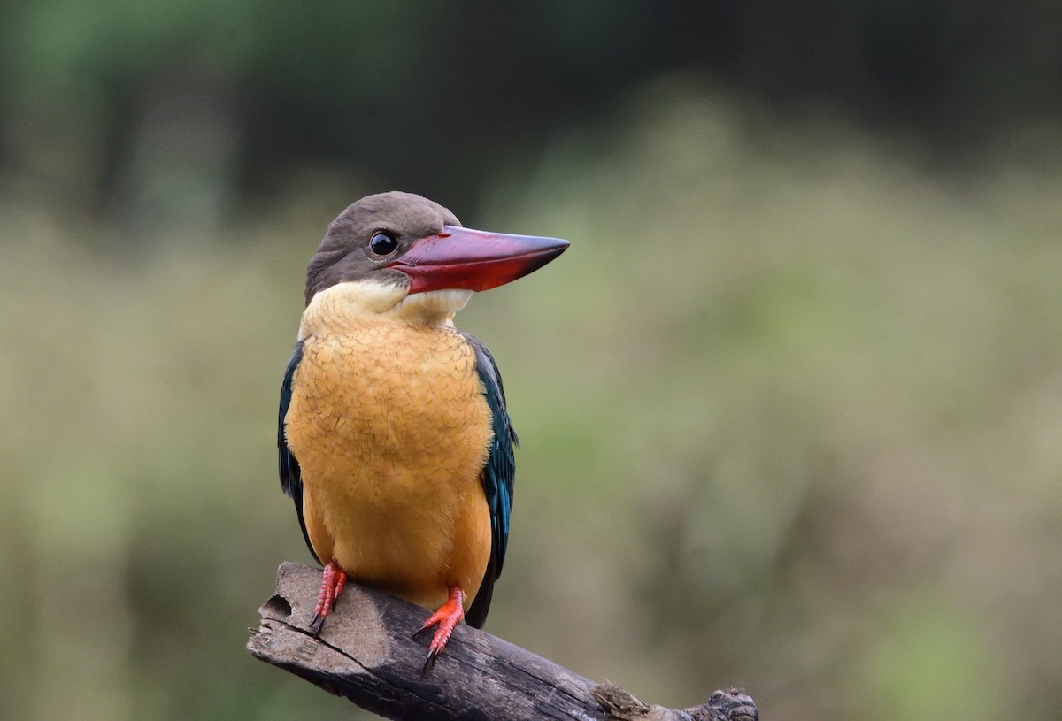 Stork-billed Kingfisher - ML407181851