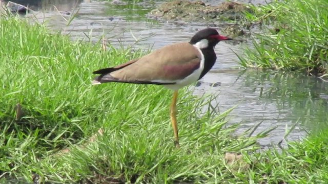 Red-wattled Lapwing - ML407185671