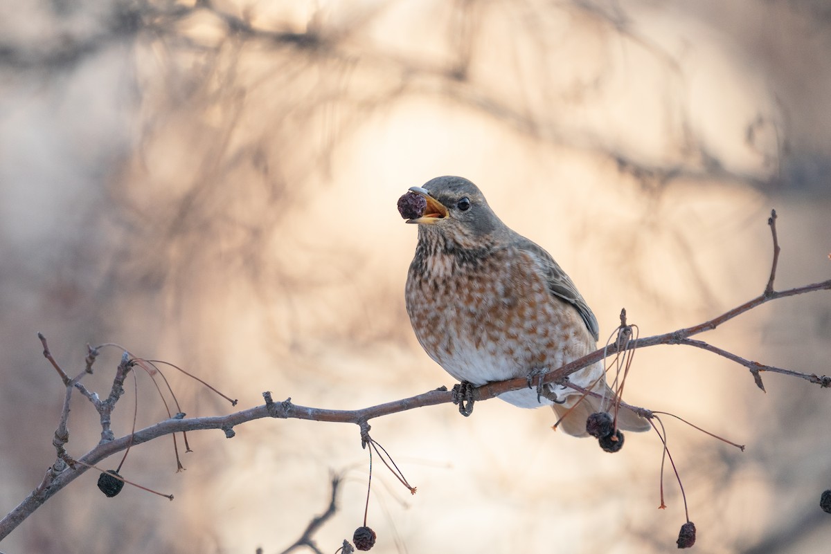 Naumann's Thrush - ML407186501